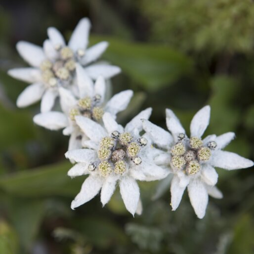 stelle alpini fiori natura piante  | © Ph. Guenther Pichler 